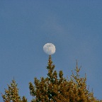 Moon over Tree