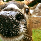 NoseyDeer