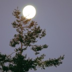 Moon & Tree