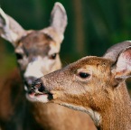 Deer a' la Woody Allen