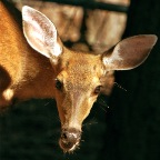 Doe headshot