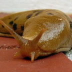 Slug Mug