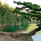 MoranCascadeLakeTree