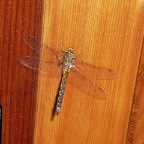 Dragon Fly
